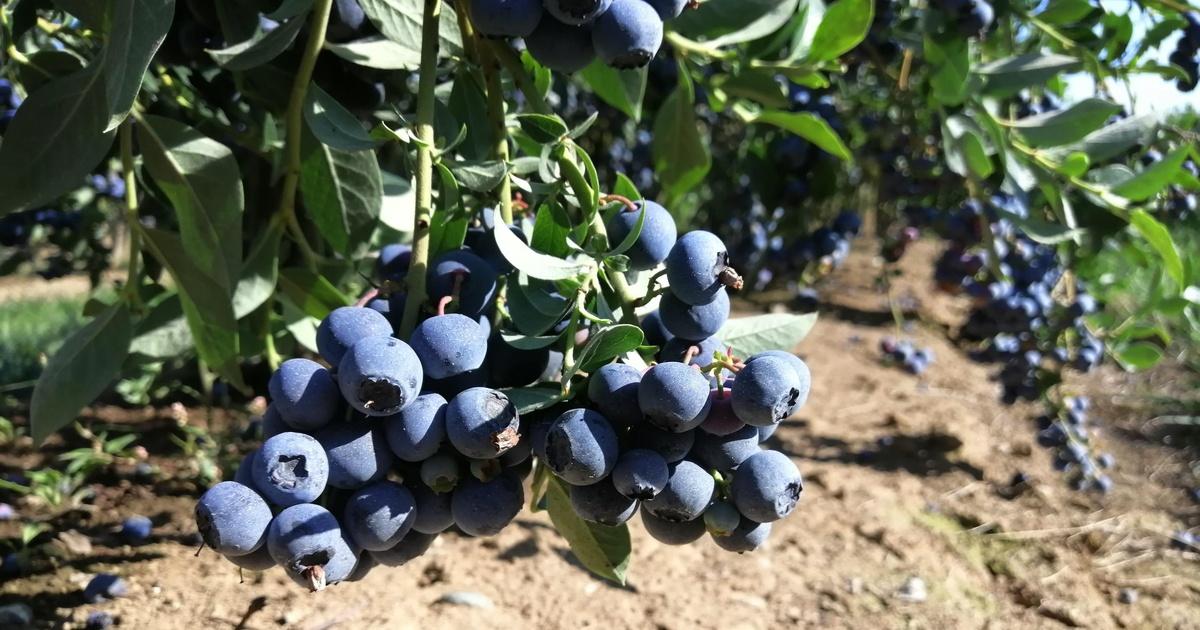 Indigo Raspberries Shades of Indigo | PBS