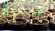 Spring Seeds