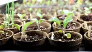 Spring Seeds