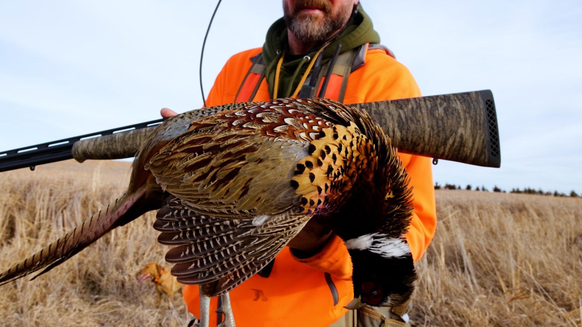 Food Plots for Pheasants and Sub Gauge Hunt