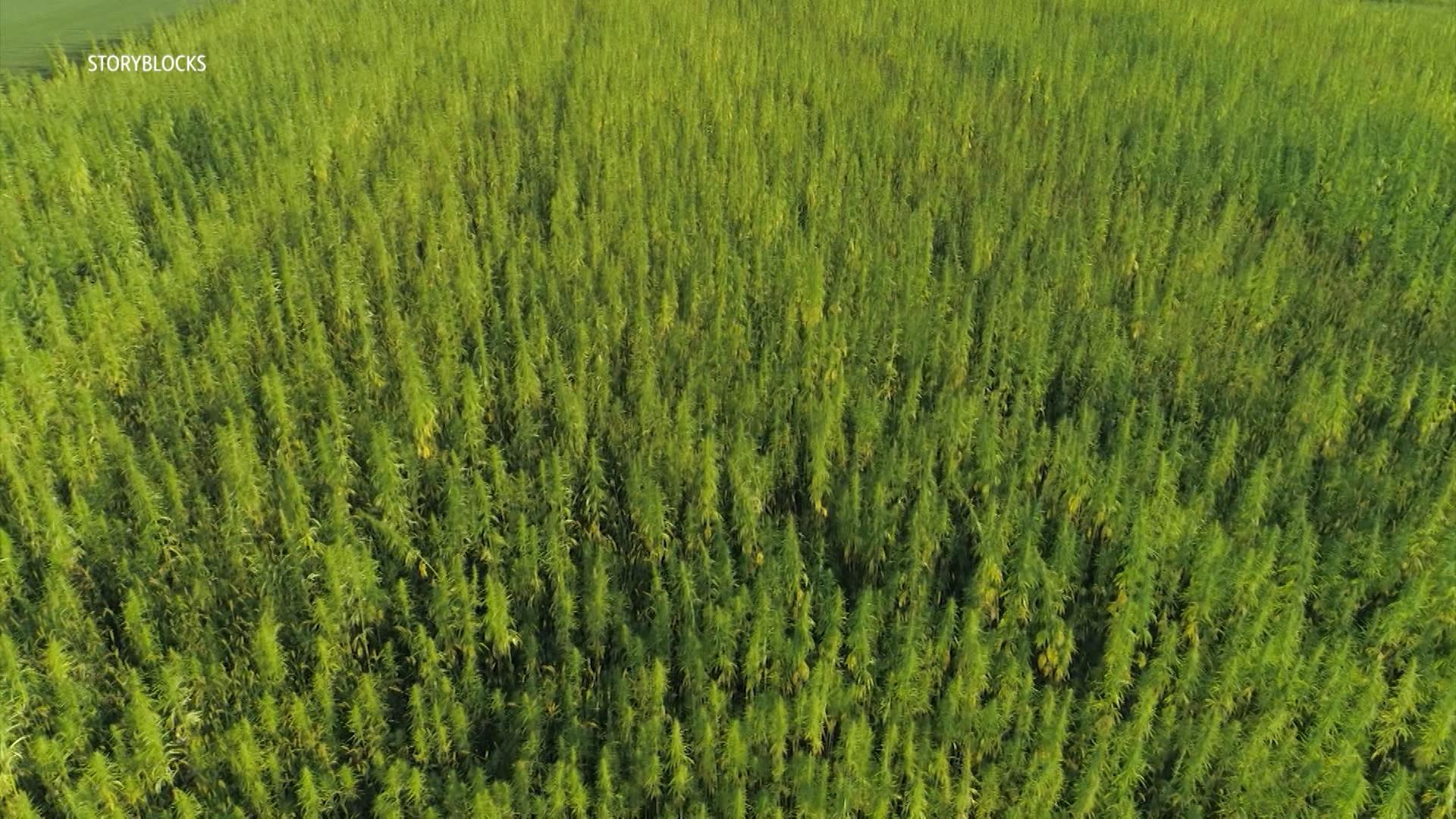 Medical Cannabis Program