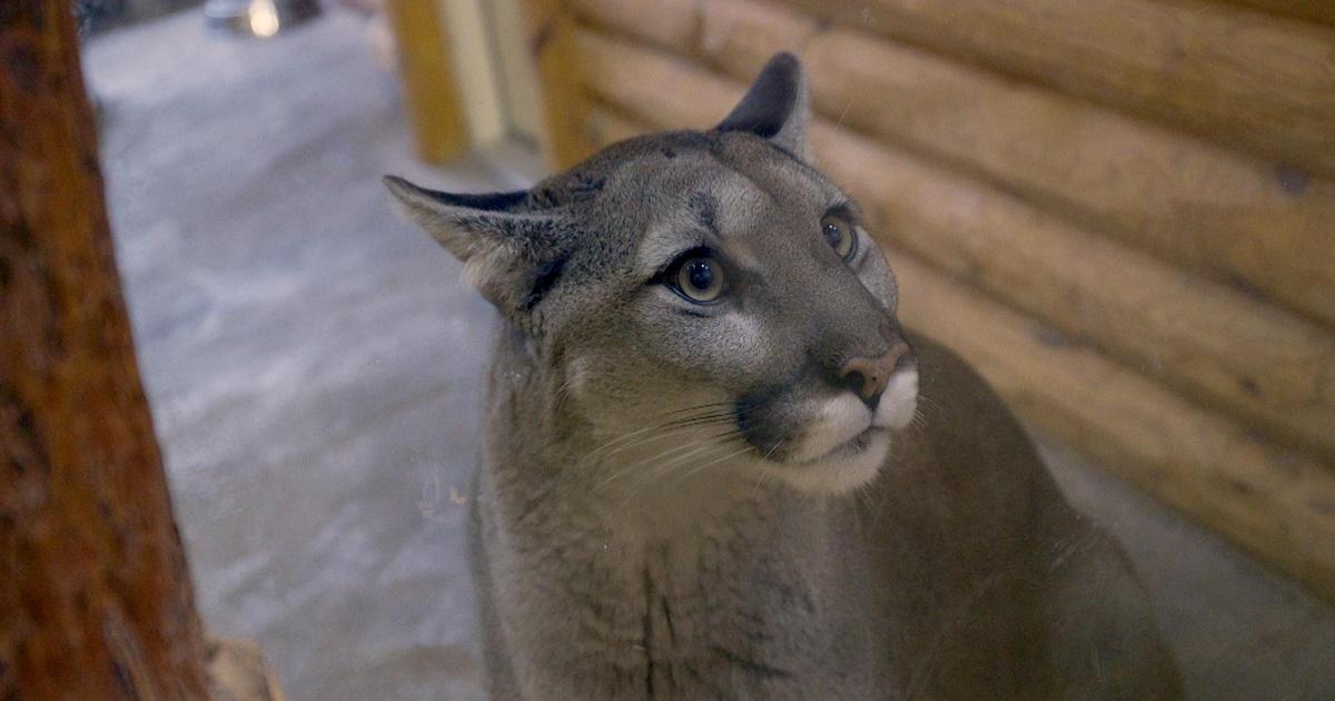 Destination Michigan The Creature Conservancy Season 10 Episode 5 Pbs