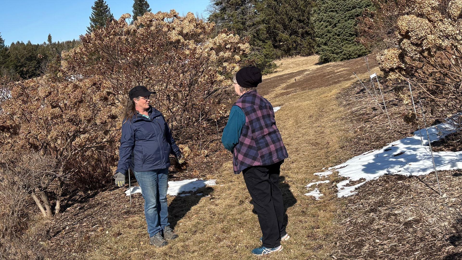 Meet Audrey Busch at the Minnesota Landscape Arboretum, where she cares for hundreds of hydrangeas.
