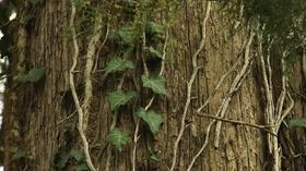 Video thumbnail: Virginia Home Grown Virginia Home Grown: Ivy on Trees