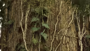 Virginia Home Grown: Ivy on Trees