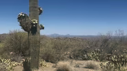 Saguaro National Park