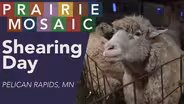 Shearing Day