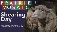 Shearing Day