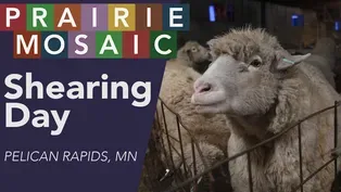 Shearing Day