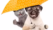 It's "Raining Cats and Dogs" - Say What?!
