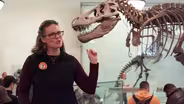 Why do T-Rexes have small arms?