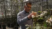 How the cotton industry has changed in NC
