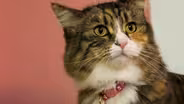 Are Cats More Expressive Than We Think?