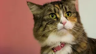 Are Cats More Expressive Than We Think?