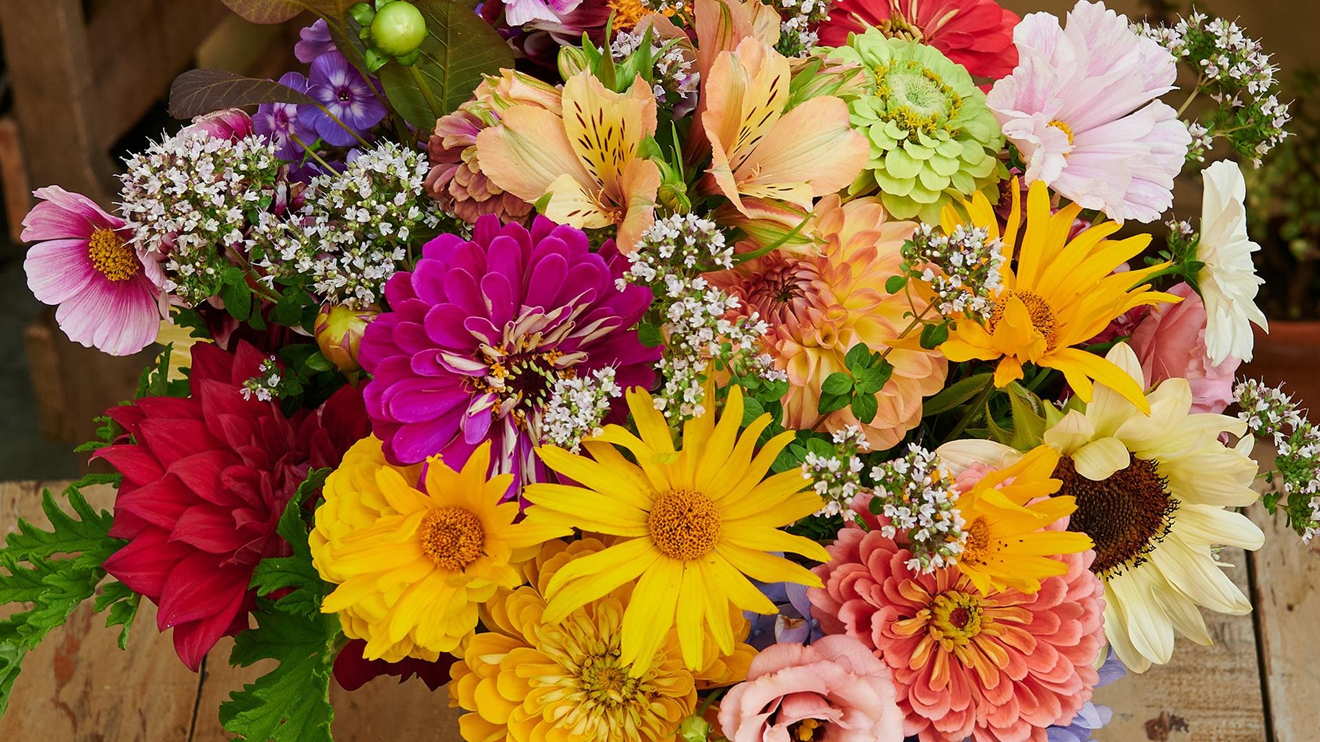 J Schwanke's Life In Bloom - Flower's Care - Twin Cities PBS