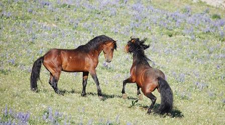 Wild Stallions Fight to Mate