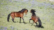 Wild Stallions Fight to Mate