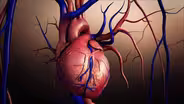 The Heart: Heart Q&A