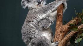 Video thumbnail: PBS NewsHour Australia's effort to revert koala extinction