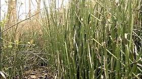 Video thumbnail: The Wisconsin Gardener Horsetails, Tropicals & Tree Peonies