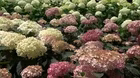 Volunteer Gardener 3409