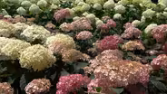 Volunteer Gardener 3409