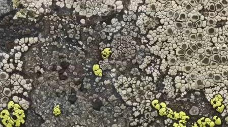 Video thumbnail: SciTech Now For the Love of Lichens