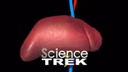 Digestive System: Liver work