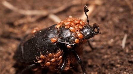 Video thumbnail: Deep Look This Mite-y Beetle Buries the Dead to Start a Family