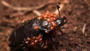 This Mite-y Beetle Buries the Dead to Start a Family