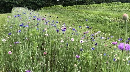 Video thumbnail: Tennessee Life Tennessee Life - 702 - Beautiful Blooms