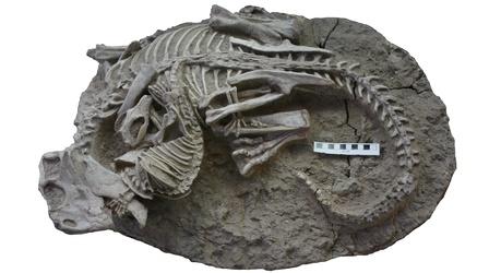 Video thumbnail: NOVA Rare Fossil Appears to Show Mammal Attacking Dinosaur
