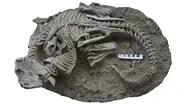 Rare Fossil Appears to Show Mammal Attacking Dinosaur