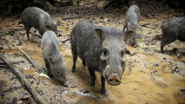 Nature | What's this bristly-looking pig?