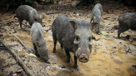 Video thumbnail: Nature What’s this bristly-looking pig?