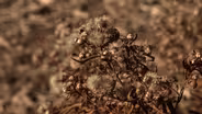 Lifestyle Gardening: Houseplant Selection, Kids Gardening