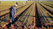 Farmworkers Fight to Mail Votes to Union Elections | Sept. 3