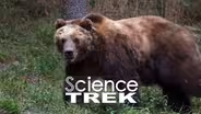 Bears: Grizzly, the Bear in a Coat