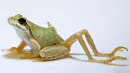 Why Does This Frog Have So Many Legs?!