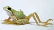 Why Does This Frog Have So Many Legs?!