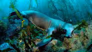 Soul of the Ocean