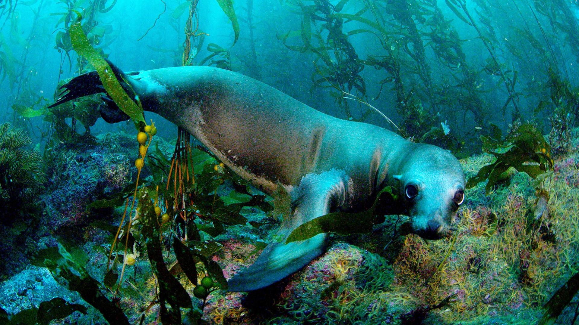 Nature Soul Of The Ocean Twin Cities PBS