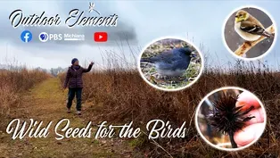 Wild Seeds for the Birds