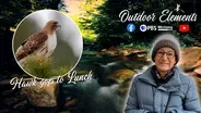 Hawk goes to Lunch