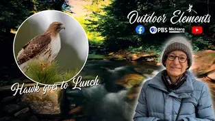 Hawk goes to Lunch