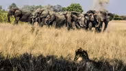Elephants Mourn A Killed Buffalo