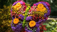 Butterflies in Bloom
