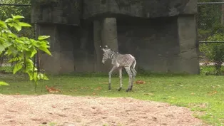 Endangered Zebra Born at Brookfield Zoo