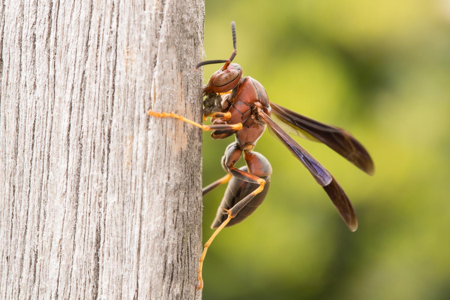 How bees and wasps became the new craft brewers