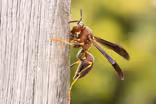 How bees and wasps became the new craft brewers